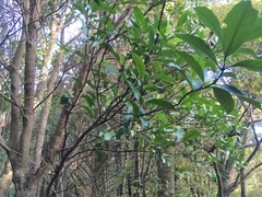 Hedycarya arborea