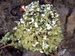 Cladonia foliacea