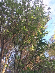 Hedycarya arborea