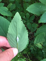 Neolasioptera impatientifolia