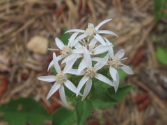 Sericocarpus asteroides