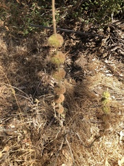 Marrubium vulgare