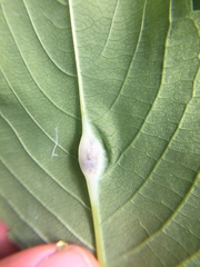 Neolasioptera impatientifolia