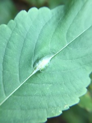 Neolasioptera impatientifolia