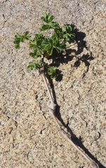 Pelargonium gibbosum