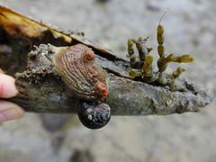 Cnemidocarpa bicornuta