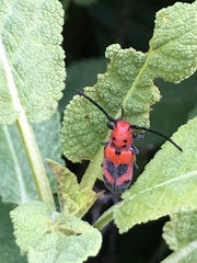 Tetraopes melanurus
