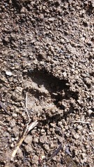 Hippocamelus bisulcus