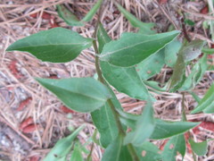 Sericocarpus asteroides