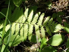 Thelypteris palustris pubescens