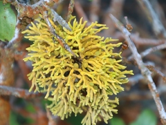 Dufourea flammea