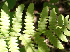 Thelypteris palustris pubescens