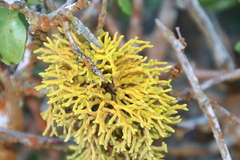 Dufourea flammea