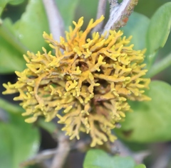 Dufourea flammea