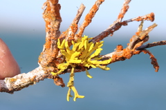 Dufourea flammea