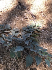 Datura wrightii