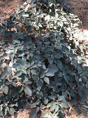 Datura wrightii