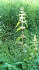 Urtica dioica