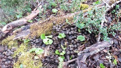 Hippocamelus bisulcus