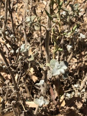 Marrubium vulgare