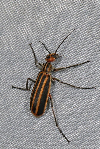Old-fashioned potato beetle photo 3