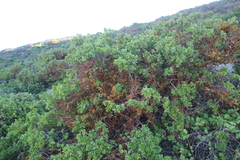 Dufourea flammea