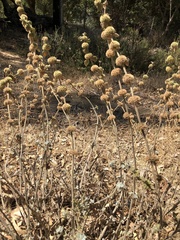 Marrubium vulgare