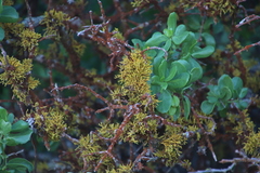 Dufourea flammea