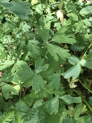Aquilegia formosa