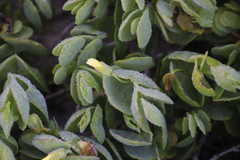 Roepera cordifolia