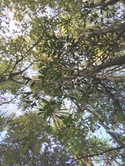 Hedycarya arborea