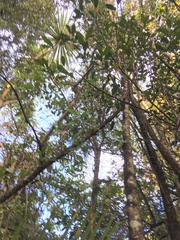 Hedycarya arborea