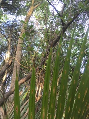 Hedycarya arborea