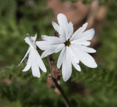 Lithophragma affine