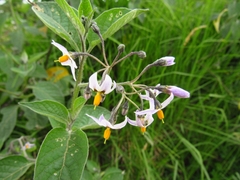 Solanum