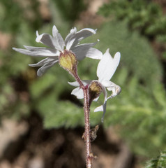 Lithophragma affine