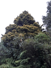 Podocarpus totara