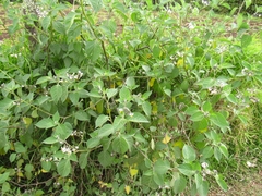 Solanum