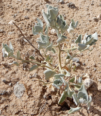 Chenopodium fremontii
