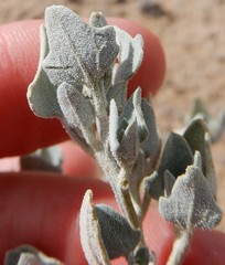 Chenopodium fremontii