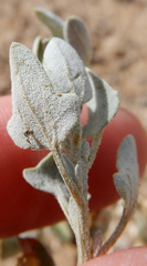 Chenopodium fremontii