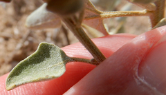 Chenopodium fremontii