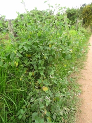Solanum