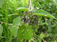 Solanum