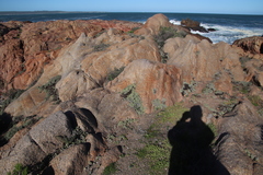 Oscularia steenbergensis