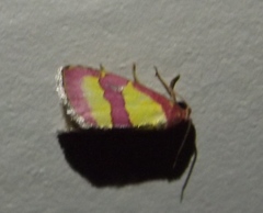 Phoenicophanta bicolor