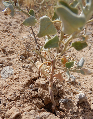Chenopodium fremontii