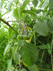 Solanum