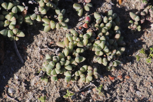 Image of Oscularia steenbergensis by (c) Tony Rebelo, some rights reserved (CC BY-SA)