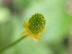 Ranunculus macounii
